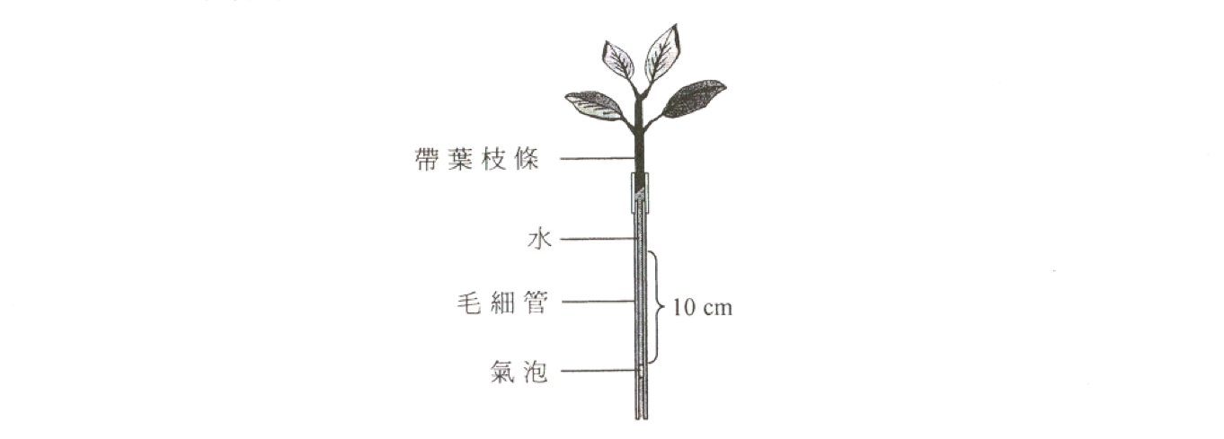 帶葉枝條及毛細管氣泡的蒸騰計