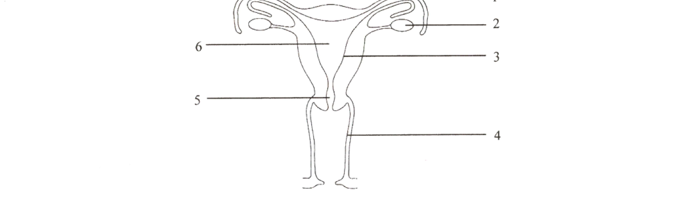 標有 1 至 6 的女性生殖系統圖