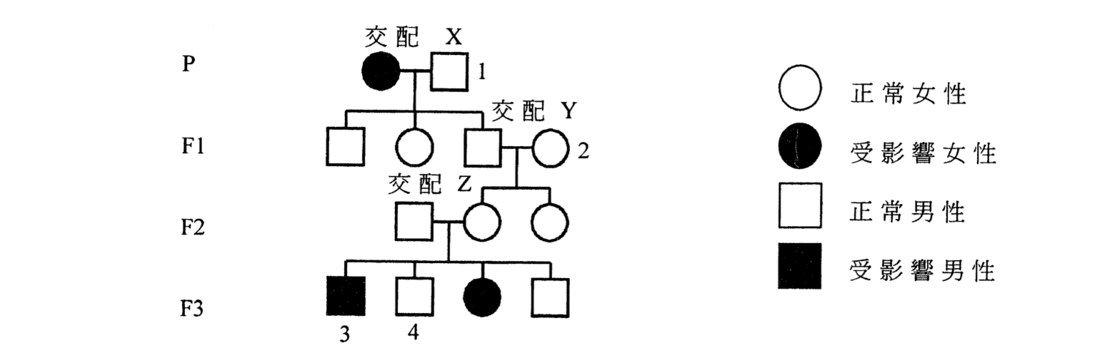 標有交配 X、Y 和 Z 的家系圖