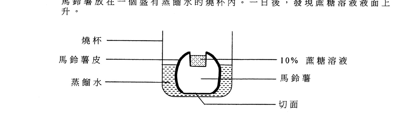 馬鈴薯滲透作用裝置