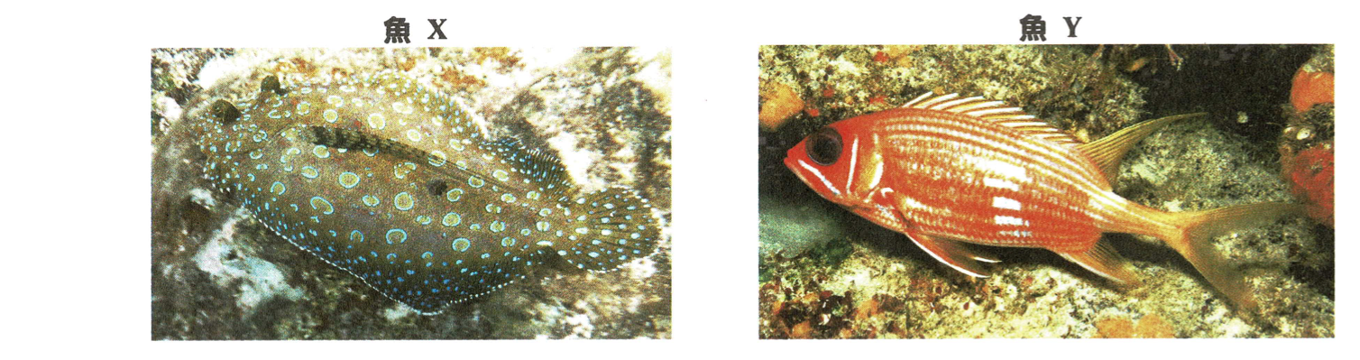 魚 X 和魚 Y 的照片