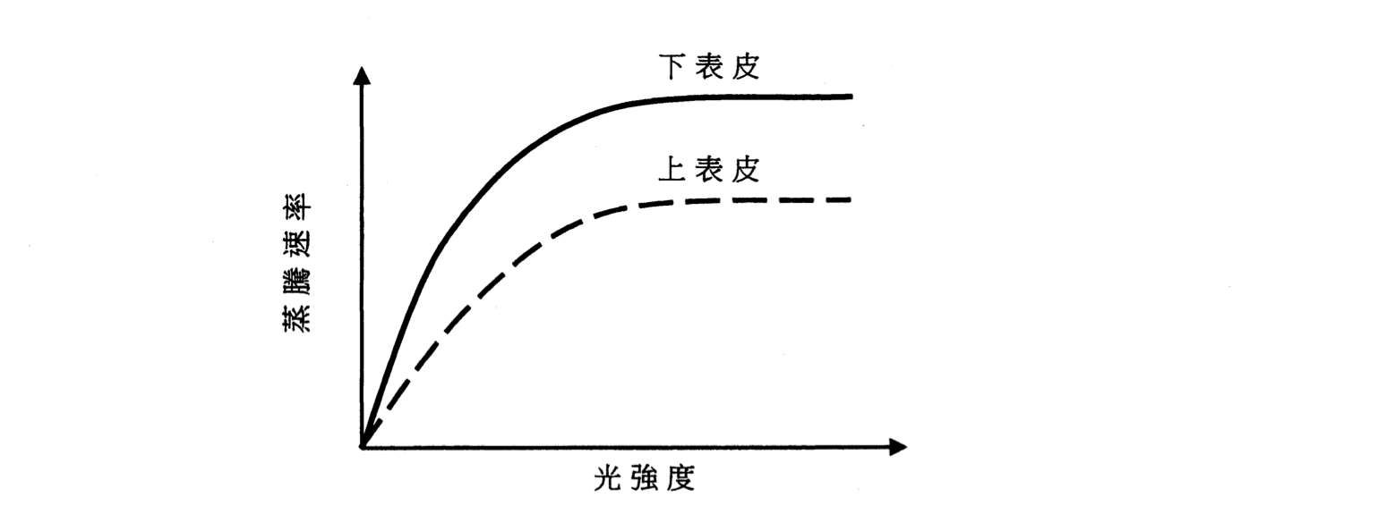 上、下表皮的蒸騰速率與光強度關係圖