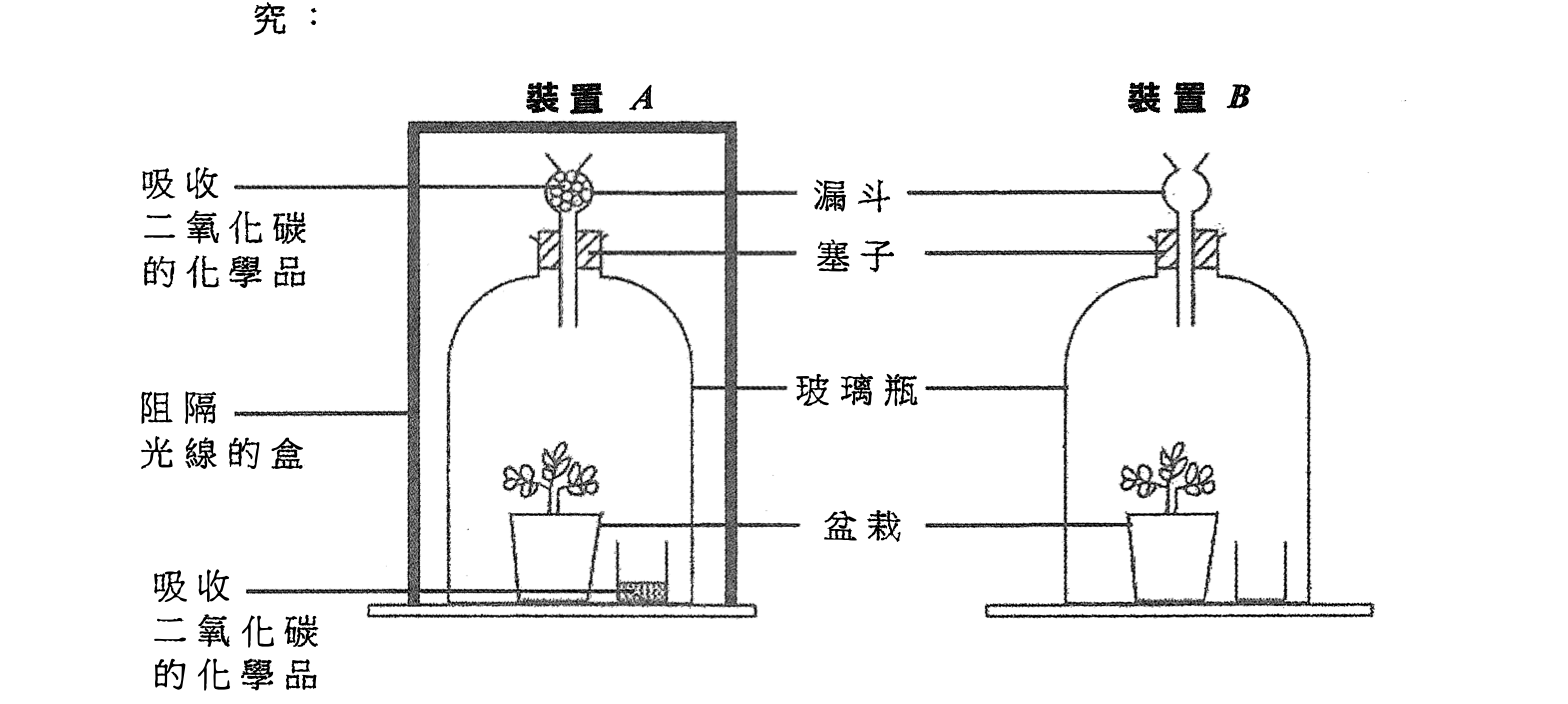 光合作用的植物裝置 A 和 B