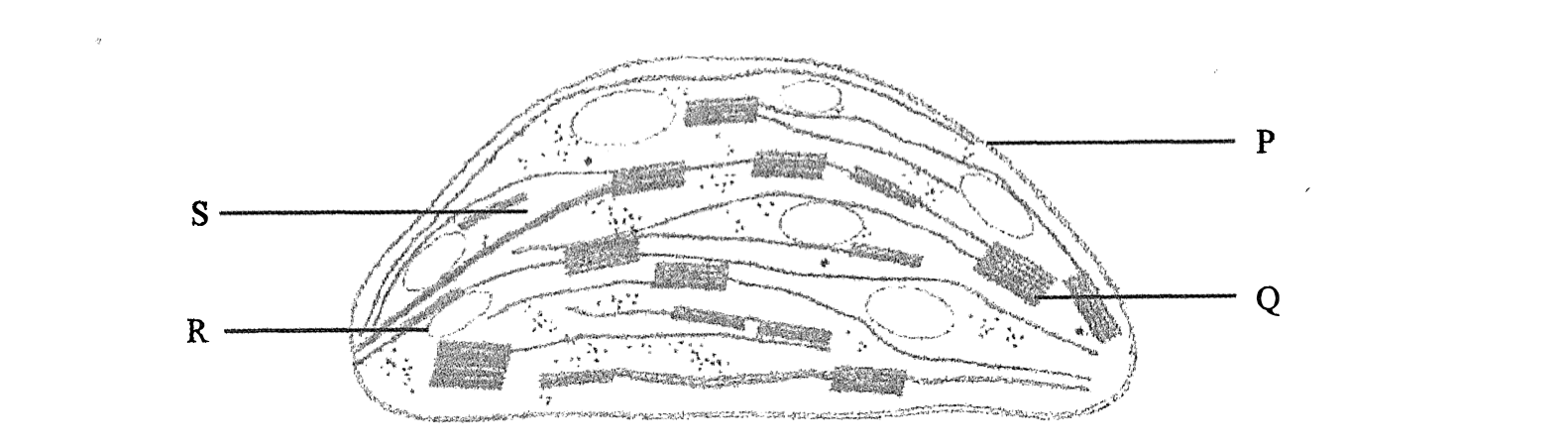葉綠體構造 P 至 S