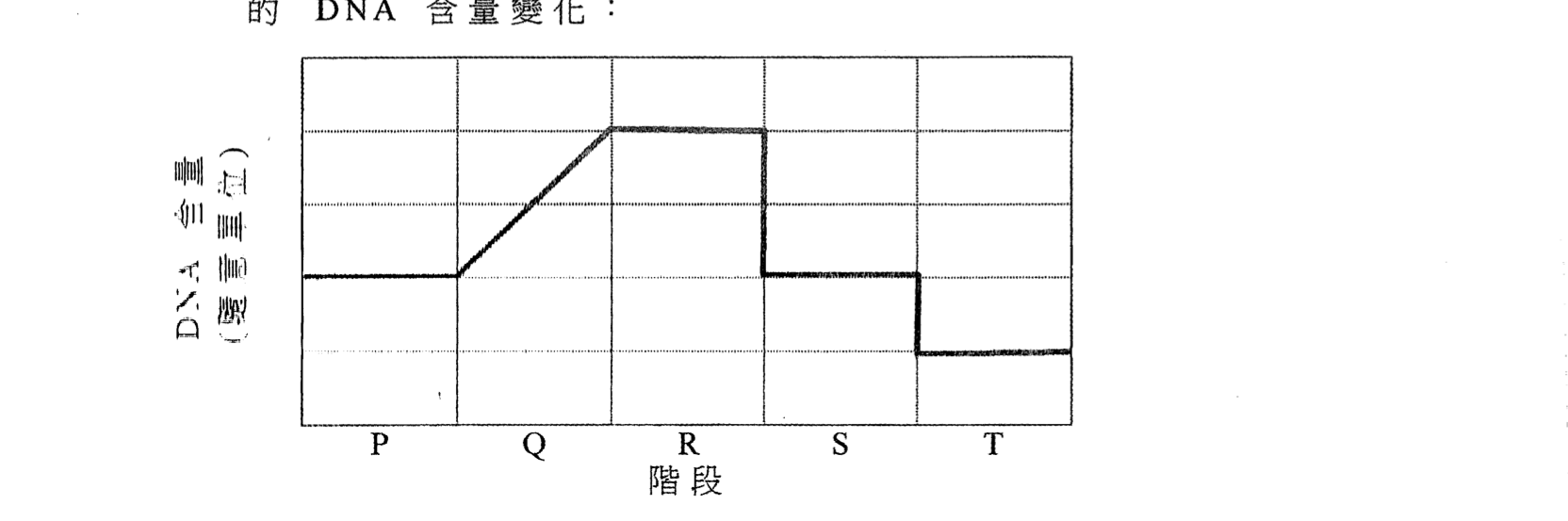 階段 P 至 T 的 DNA 含量