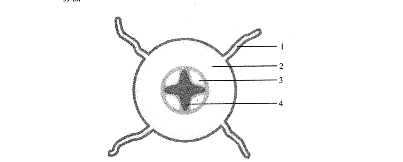 有編號部分的根部橫切面