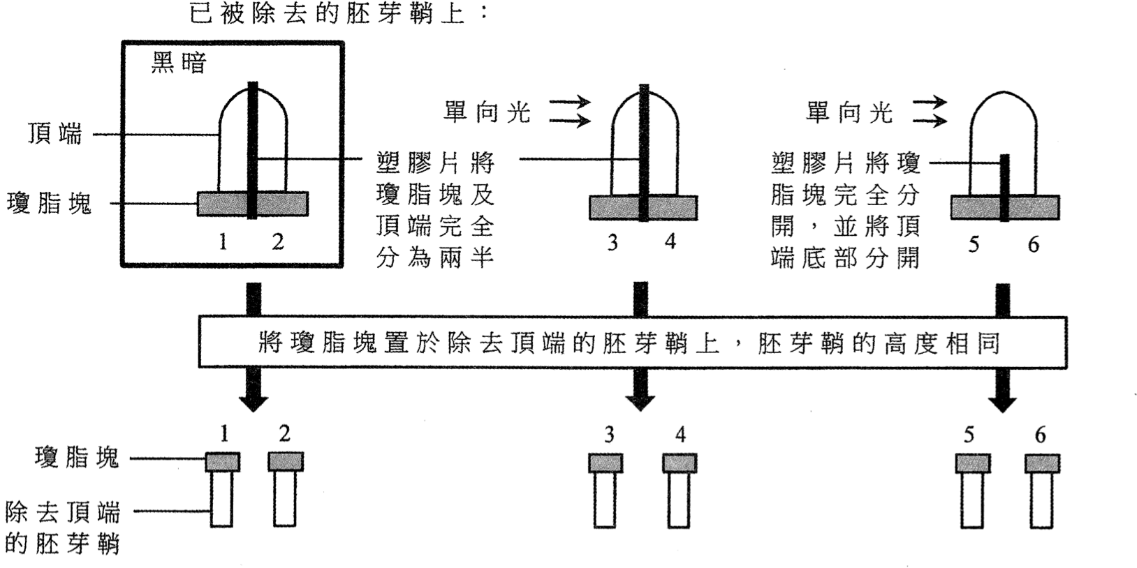 六個胚芽鞘和含生長素瓊脂塊的裝置