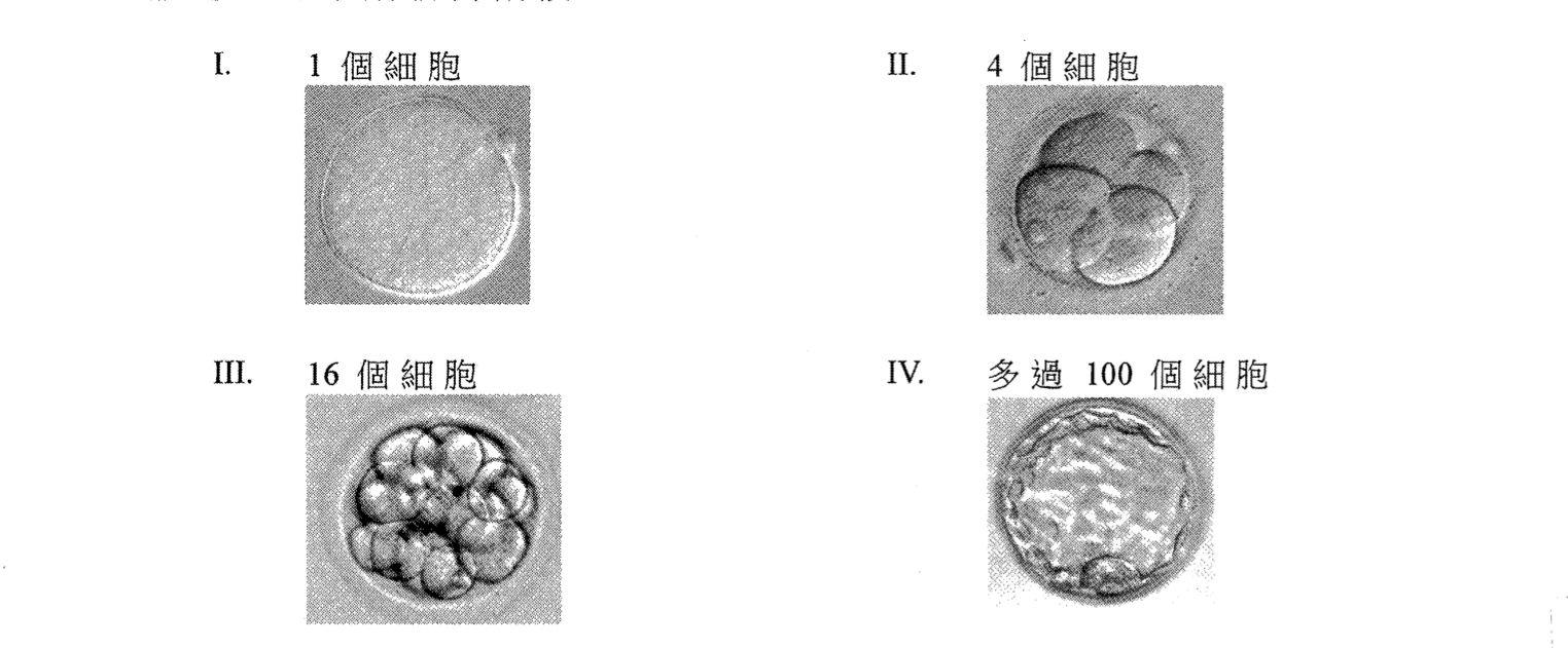 胚胎發育的四個階段