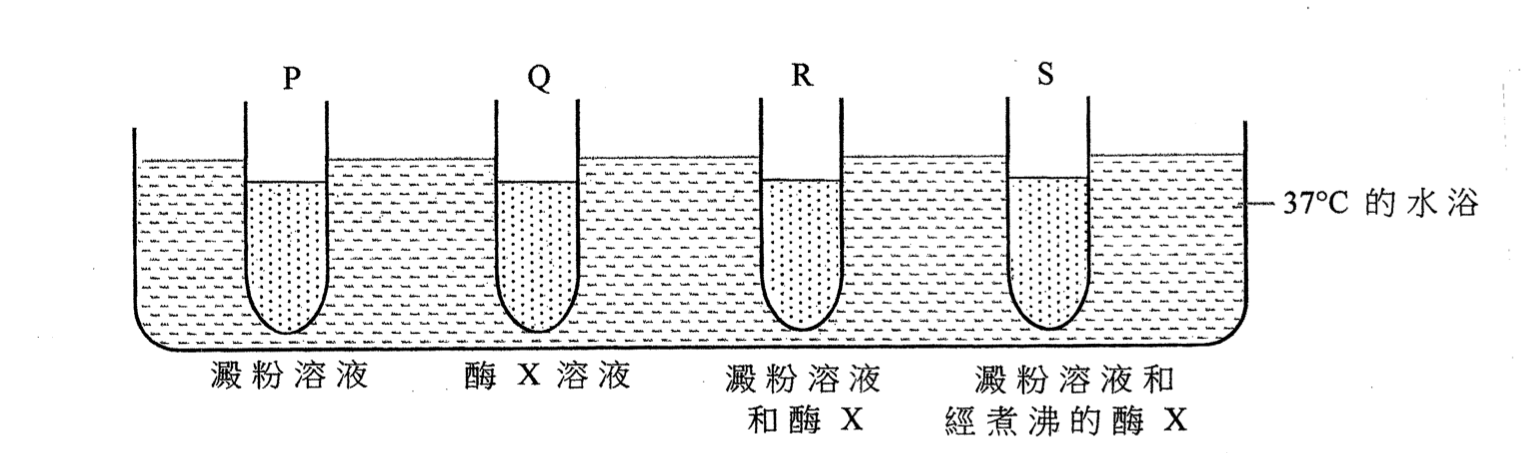 盛有澱粉和酶溶液的 P 至 S 試管