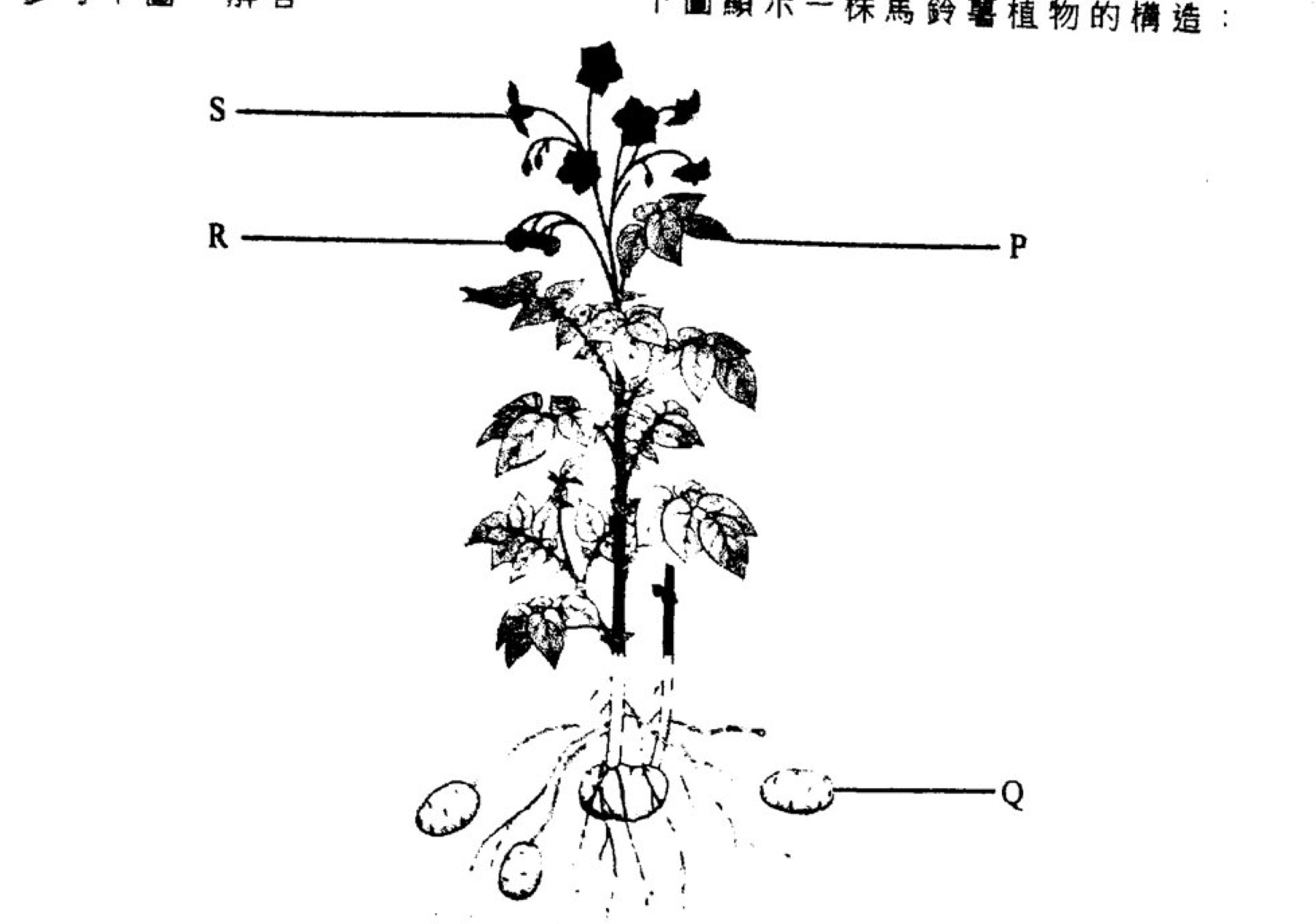 馬鈴薯植株,標示 P、Q、R 和 S