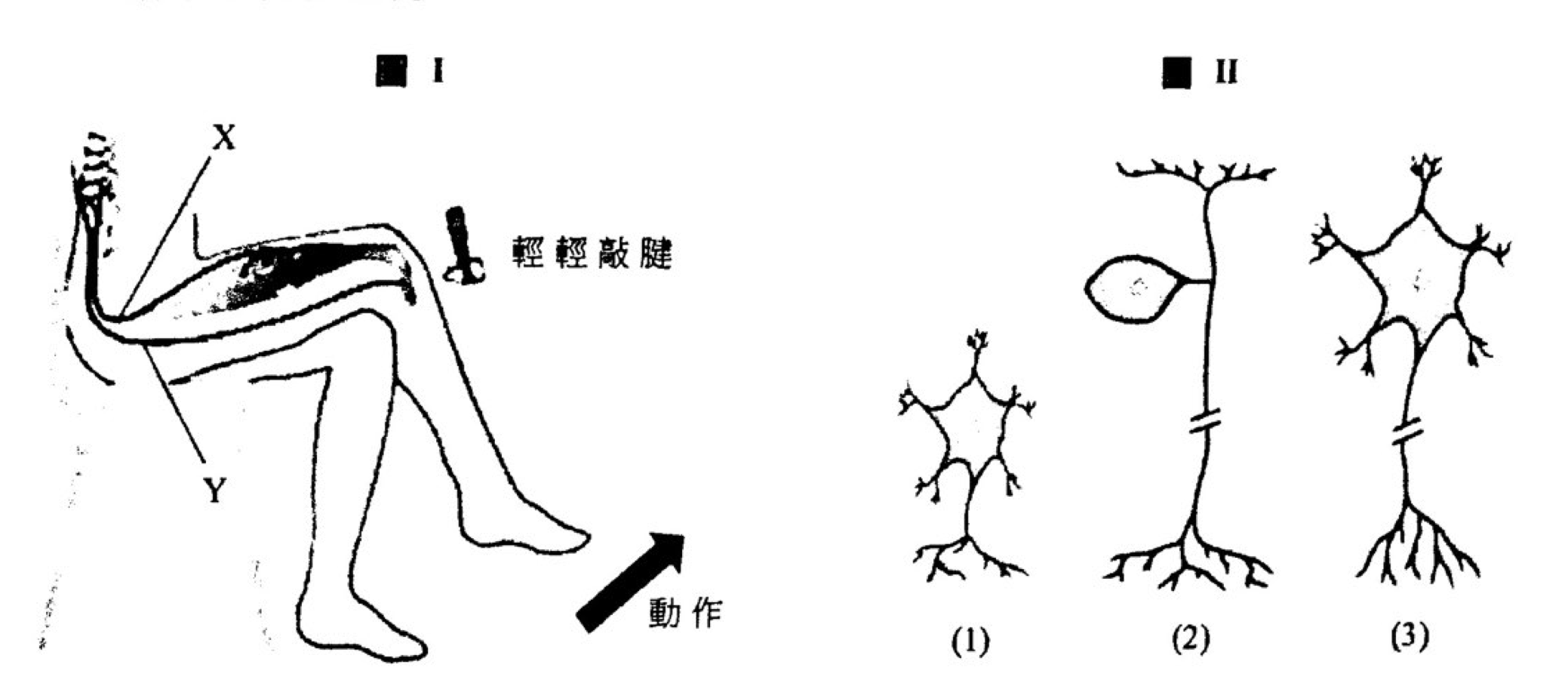 膝跳反射弧及三種編號神經元