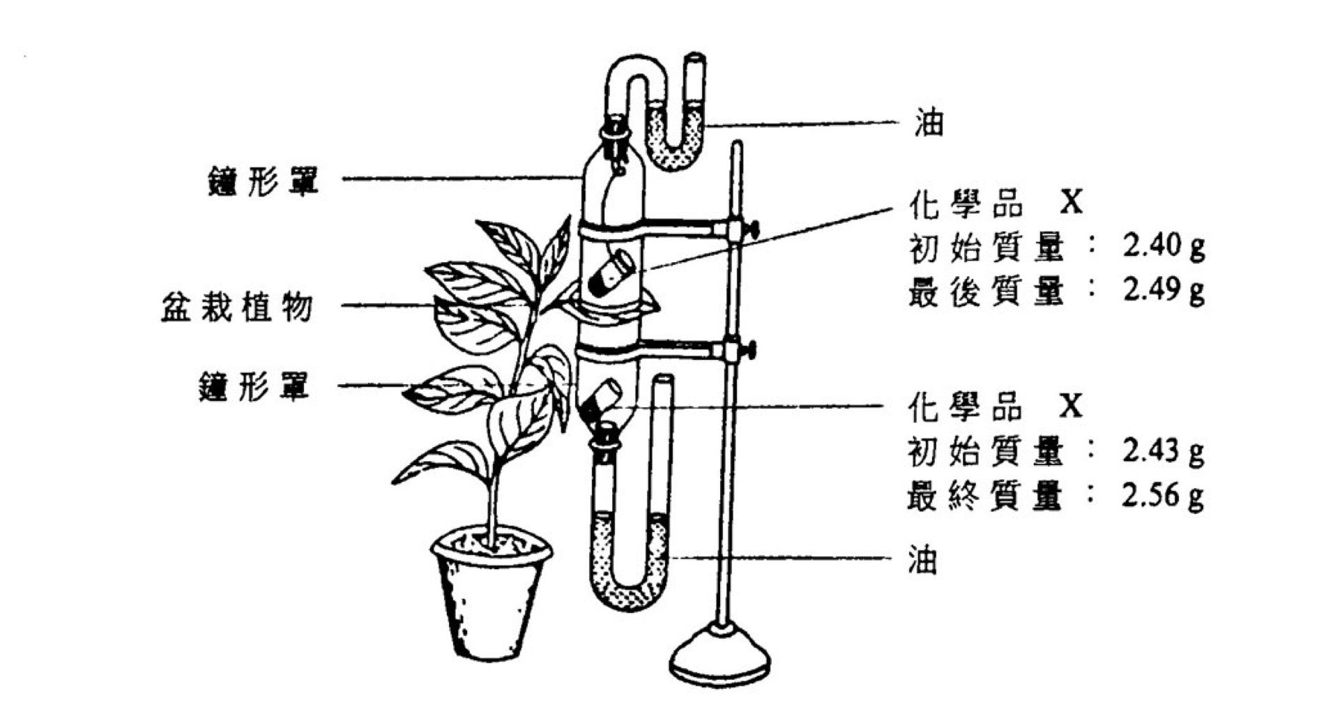 葉片置於上下兩個鐘形罩之間,內有吸水物質 X