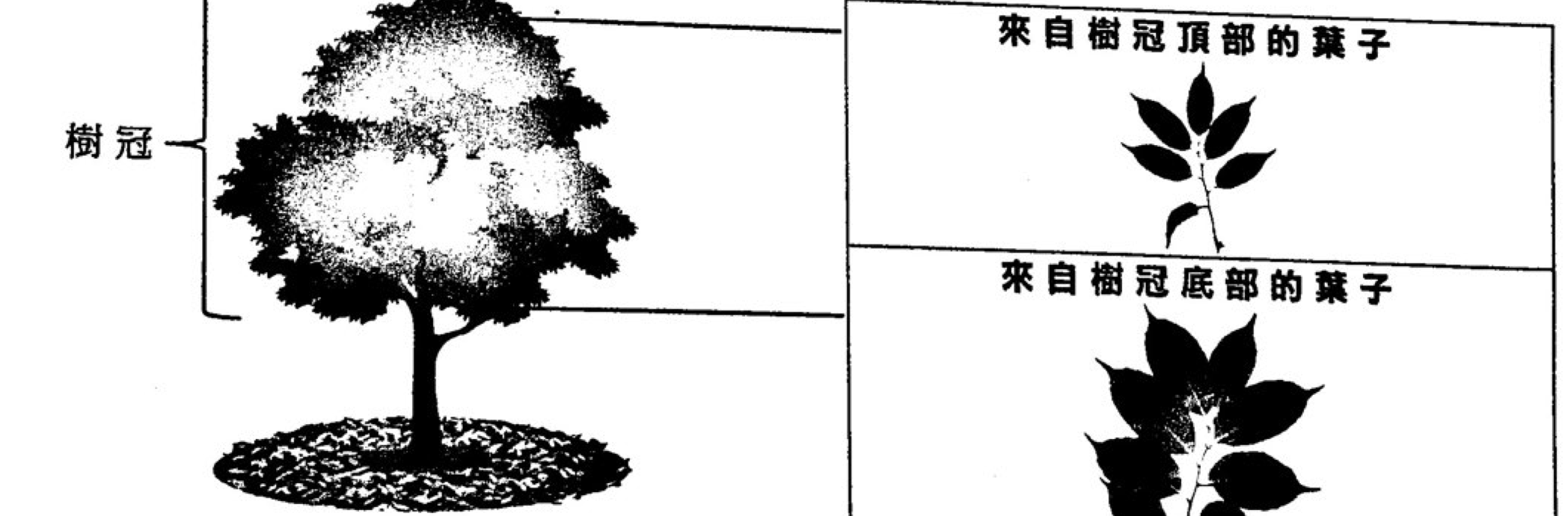 題目圖示