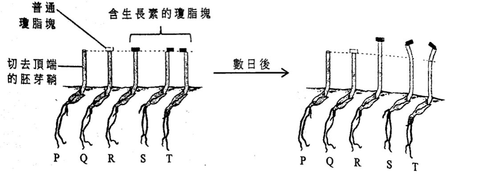 題組圖示