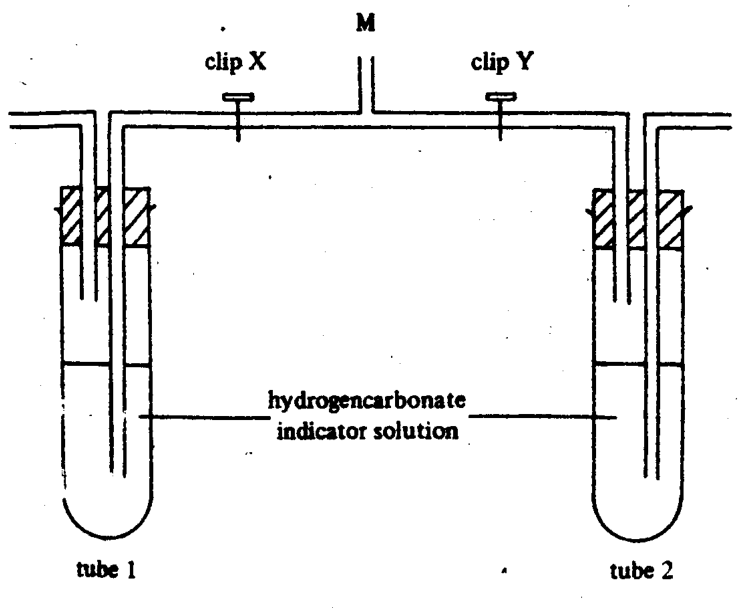 Two tubes of hydrogencarbonate indicator solution connected through clips X and Y to mouthpiece M