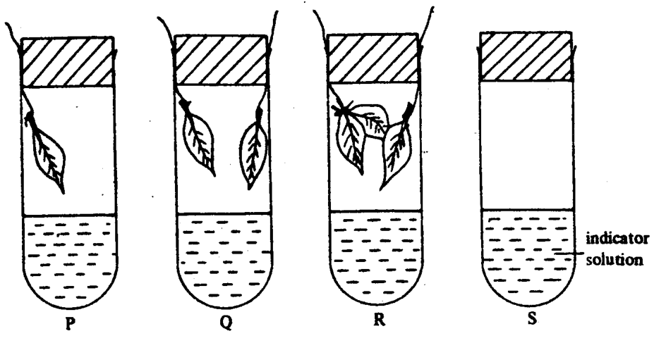 Tubes P, Q, R and S containing indicator solution and 1, 2, 3 and 0 leaves respectively