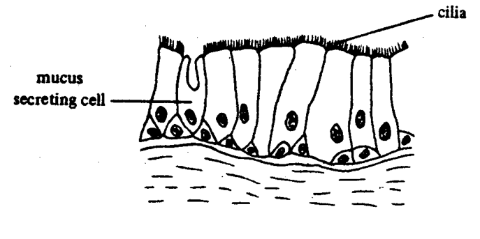 Ciliated epithelium with mucus secreting cell