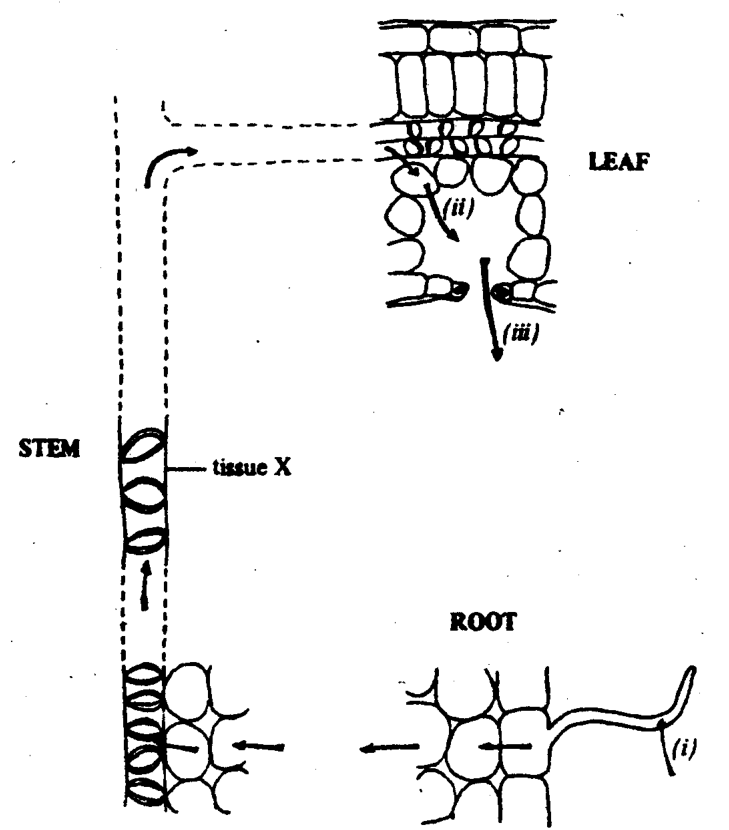 Pathway of water movement through root, stem (tissue X) and leaf, with processes (i), (ii), (iii)