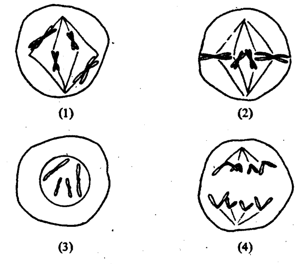 Four stages (1) to (4) of cell division