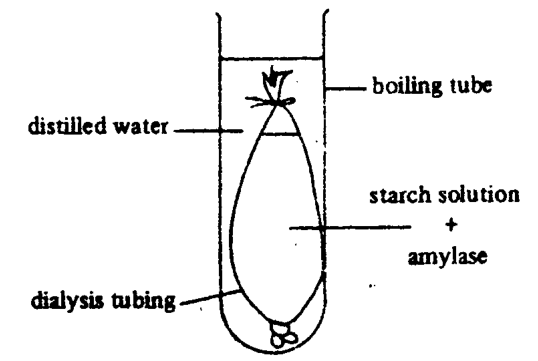 Dialysis tubing containing starch solution and amylase, placed in a boiling tube of distilled water