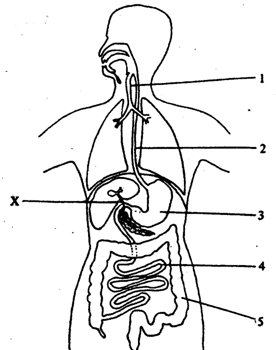 Internal structures of the human body, regions 1 to 5 and duct X