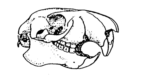 Question figure