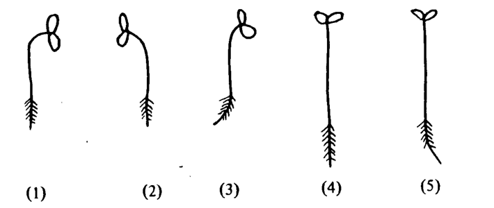 Question figure