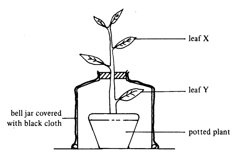 Question figure