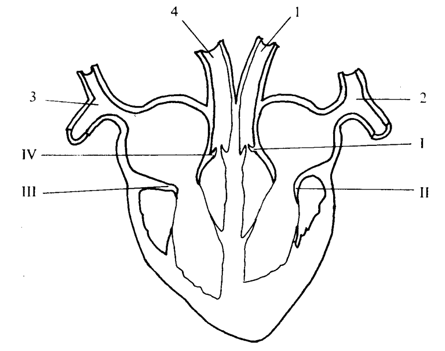 Question figure