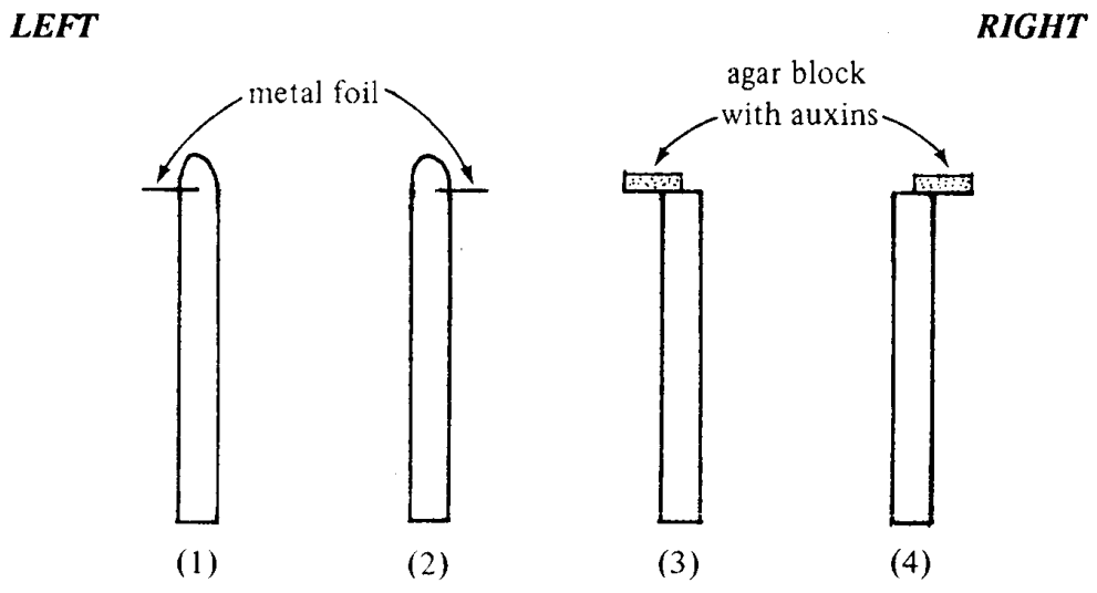 Question figure