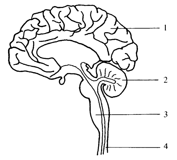Question figure