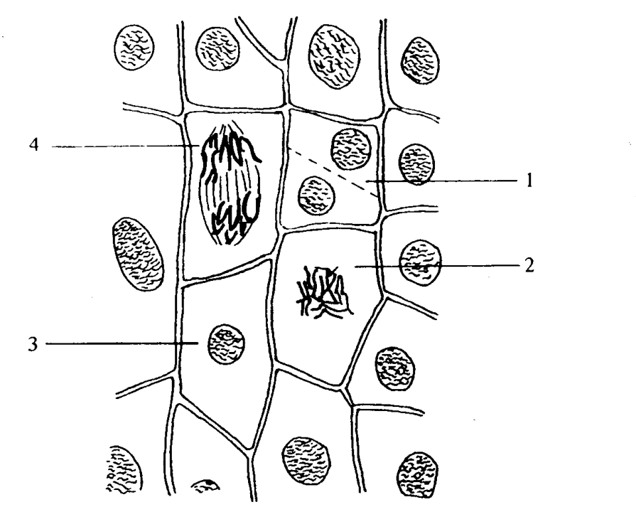 Question figure