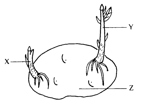 Question figure