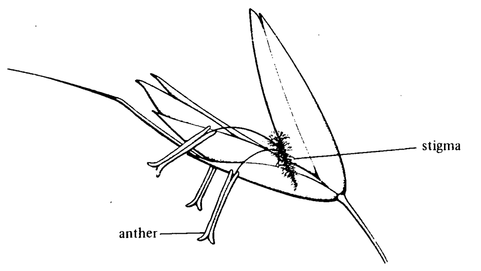 Question figure