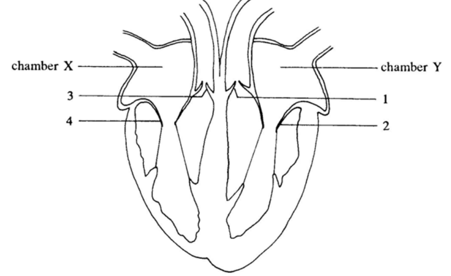 Question figure