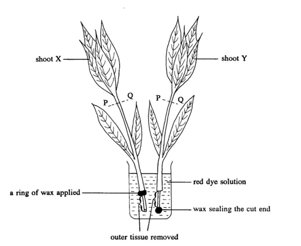 Question figure