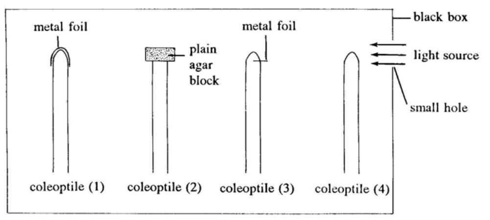 Question figure