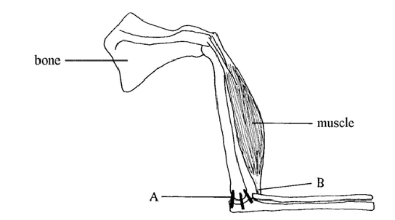Question figure