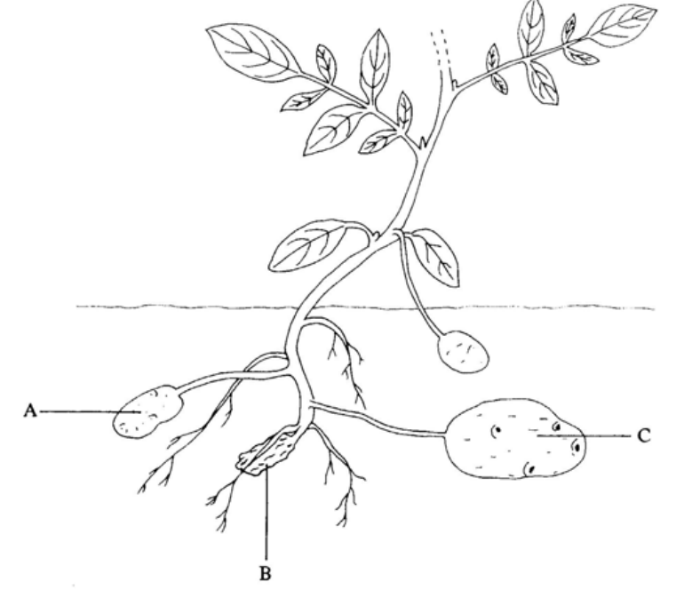 Question figure