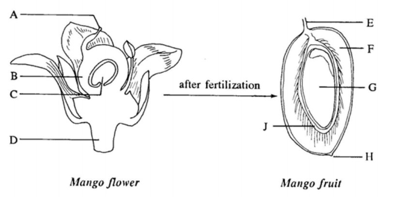 Question figure