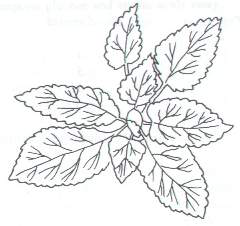 Question figure