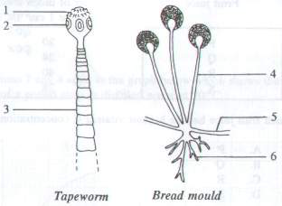Question figure