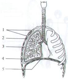 Question figure