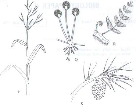 Question figure
