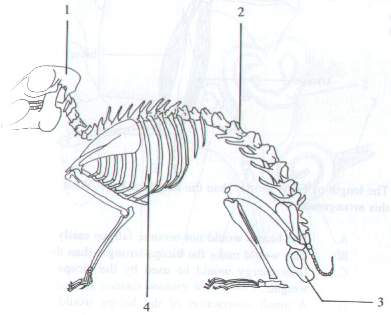 Question figure