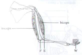 Question figure