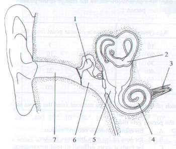 Question figure