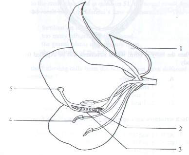 Question figure
