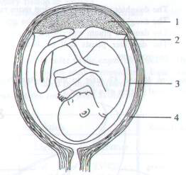 Question figure
