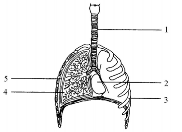 Diagram of the human thoracic cavity with structures 1 to 5 labelled